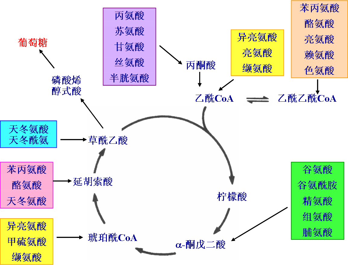 三羧酸循环示意图